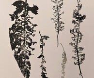Herbarium Ι