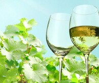 Wine & Dine στο Κλίμα Κλήμα