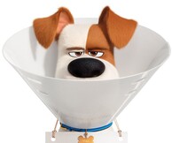 Πόσο καλά ξέρετε τα ζώα σας; Τρέιλερ για το «Secret Life of Pets 2»