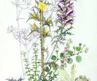Botanical Rhapsody