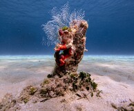 Μία έκθεση για την ελεύθερη κατάδυση και το υποβρύχιο περιβάλλον της Ελλάδας