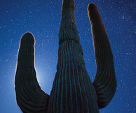 Φωτογράφος της άγριας φύσης