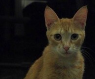 Jazz for the Cat: Ο Γιώργης Χριστοδούλου σε μια συναυλία με ελεύθερη συνεισφορά για την ιατρική στήριξη της Λούσι