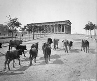 12 σπάνιες εικόνες από την Αθήνα του 1917