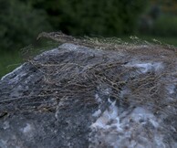 Kατερίνα Κατσιφαράκη : Songlines στον Κήπο του Μεγάρου Μουσικής