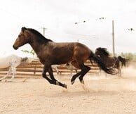 Φάρμα Άμπελος Βοχαϊκού: Απόδραση στη φύση για όλη την οικογένεια, μια ανάσα από την Αθήνα