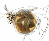 «Phytobiosomes»:Η έκθεση του Costas Picadas συνδυάζει την τέχνη με την υγεία