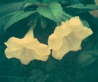 Ελισάβετ Μωράκη It’s Always the Sun 