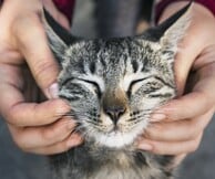 Cat Festival 2026: Η περιέργεια γιορτάζει τη γάτα