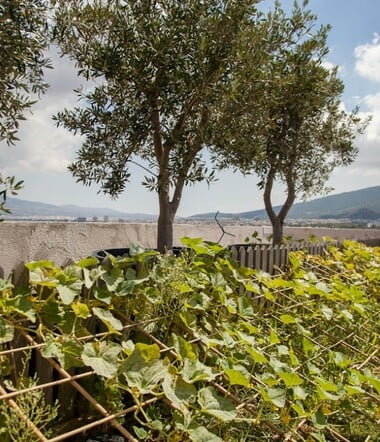 Ένα απίστευτο μποστάνι σε μια ταράτσα της Κηφισίας με κατσίκες, κοτόπουλα και ντομάτες