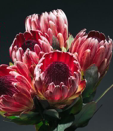 Δεν είναι τα γαριφαλάκια που ήξερες από τη μαμά σου