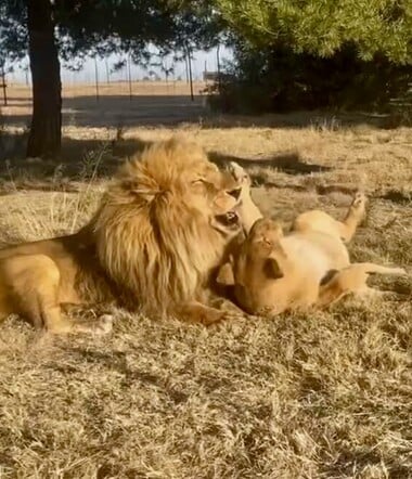 Δυο ερωτευμένα λιοντάρια βγαίνουν για πρώτη φορά από το κλουβί τους