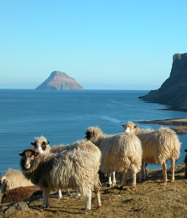 Ο Πυθέας ο Μασσαλιώτης, τα Νησιά Φερόε και η προβατίνα