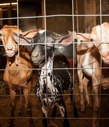 Μαντρί στον 16ο όροφο: Τι επιτρέπει και τι απαγορεύει ο νόμος