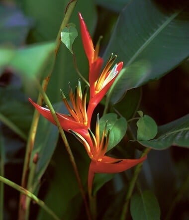 Η βία που γεννά η ομορφιά Ή Φρίκη στον Παράδεισο