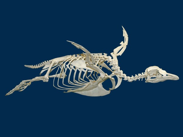 Ανακαλύφθηκε απολίθωμα γιγάντιου πιγκουίνου που έζησε πριν από 60 εκατ. χρόνια