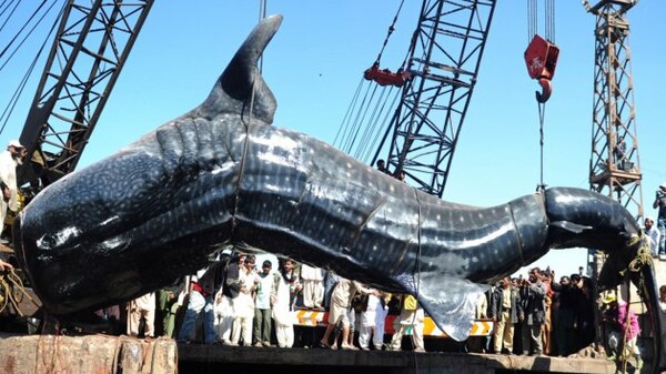 Πακιστάν: Έπιασαν 12μετρο καρχαρία