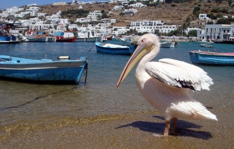 Νεκρός ο Πέτρος, ο πελεκάνος της Μυκόνου