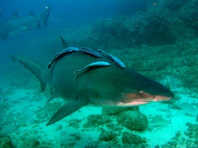 ΒΙΝΤΕΟ: Καρχαρίας γέννησε μπροστά σε λουόμενους