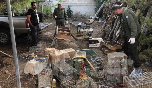 Ασπρόπυργος: Λαθροκυνηγός κρατούσε αιχμάλωτα 500 άγρια πουλιά στο σπίτι του