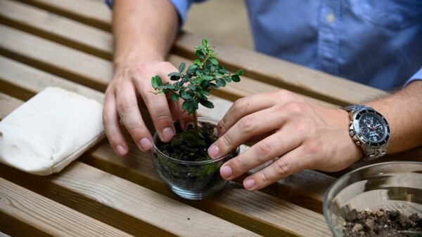 PlantBox: Μια ελληνική start up στέλνει «μπονζάι» ελαιόδεντρα σε όλο τον κόσμο