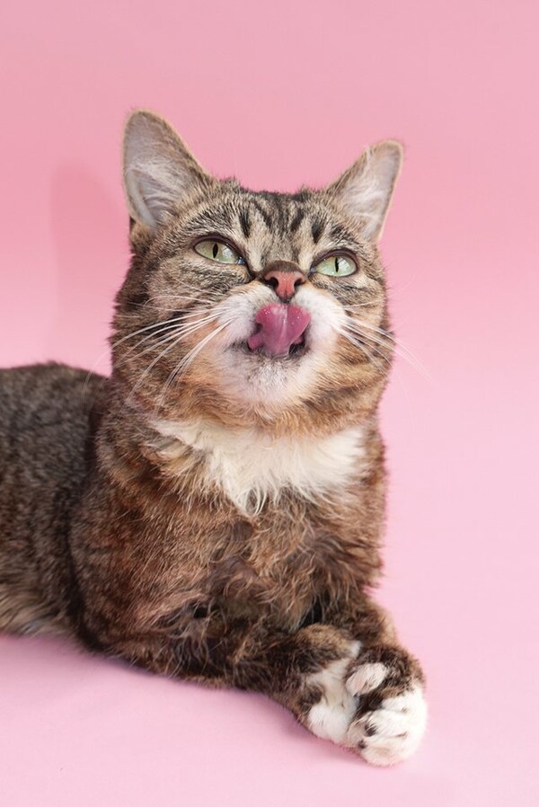 Πέθανε η Lil Bub, η γάτα με τα γουρλωτά μάτια που έγινε σταρ του Instagram και σύμβολο υιοθεσίας ζώων