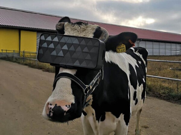 Ρωσία: Φόρεσαν γυαλιά Virtual Reality σε αγελάδες για να τους μειώσουν το στρες