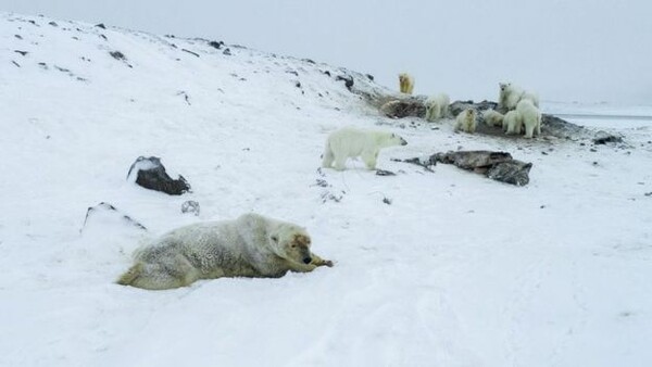 Δεκάδες πεινασμένες πολικές αρκούδες δέχονται τροφή από χωρικούς στη Ρωσία καθώς ο πάγος δεν σχηματίζεται