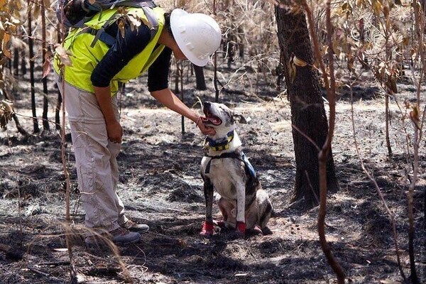 O Bear, ένας σκύλος με OCD, διασώζει κοάλα στις καμένες εκτάσεις της Αυστραλίας
