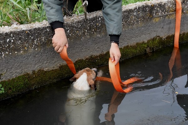 Άργος: Επιχείρηση διάσωσης σκύλου που έπεσε σε αρδευτικό κανάλι