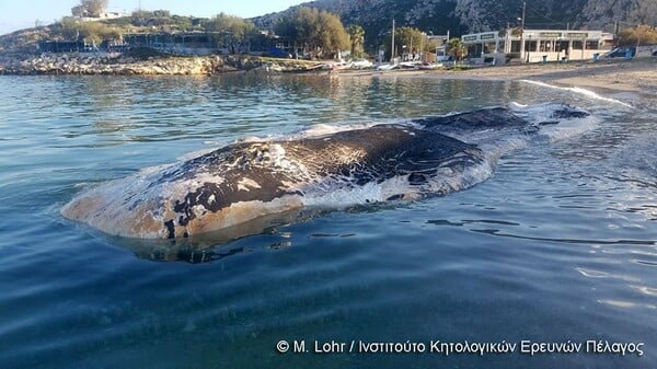 Νεκρός φυσητήρας 12.5 μέτρων στην Κερατέα - ΦΩΤΟΓΡΑΦΙΕΣ