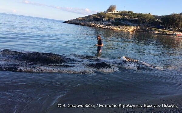 Νεκρός φυσητήρας 12.5 μέτρων στην Κερατέα - ΦΩΤΟΓΡΑΦΙΕΣ