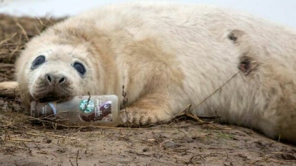 Αυτό το μωρό φώκια που παίζει με ένα γυάλινο μπουκάλι έχει ανησυχήσει πολύ τους επιστήμονες