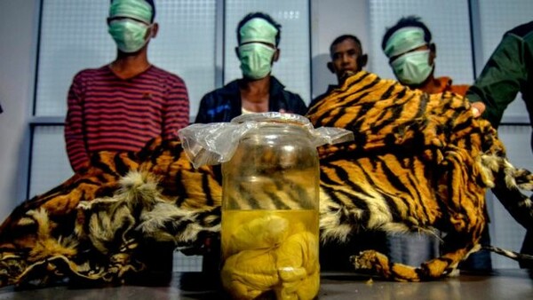 Υπόθεση λαθροθηρίας στην Ινδονησία: Κατασχέθηκαν το δέρμα μιας τίγρης και τρία έμβρυα