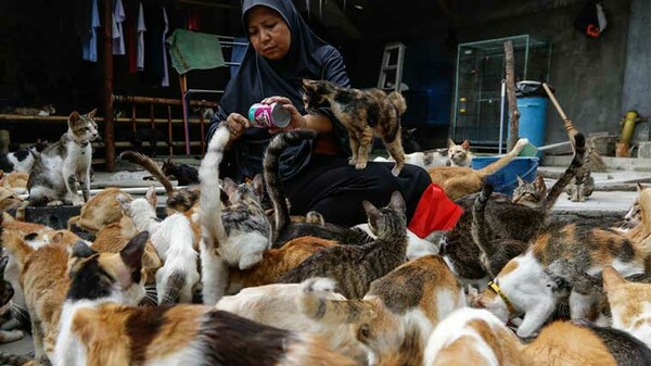 Ινδονησία: Ζευγάρι ζει με 250 γάτες που έχει σώσει από το δρόμο