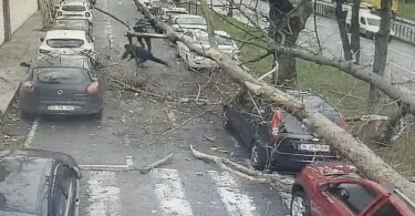 Βίντεο ντοκουμέντο: Δέντρο ξεριζώνεται και πέφτει σε περαστικούς στην Κωνσταντινούπολη