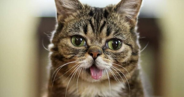 Πέθανε η Lil Bub, η γάτα με τα γουρλωτά μάτια που έγινε σταρ του Instagram και σύμβολο υιοθεσίας ζώων