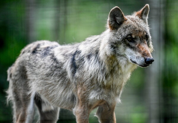 Λύκος επιτέθηκε σε οικόσιτο καγκουρό στο Βέλγιο