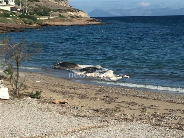 Κερατέα: Νεκρή φάλαινα ξεβράστηκε σε παραλία - Προβληματισμός για την απομάκρυνσή της