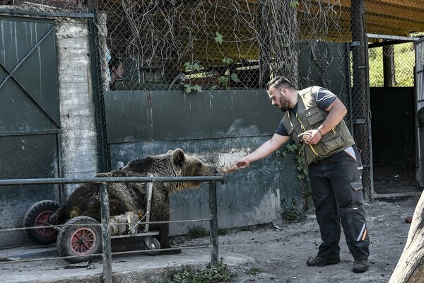 Πέθανε ο Ούσκο, το αρκουδάκι που ζούσε με αναπηρικό αμαξίδιο