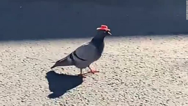 Κάποιος βάζει καπέλα καουμπόι σε περιστέρια του Λας Βέγκας και είναι πολύ ανησυχητικό