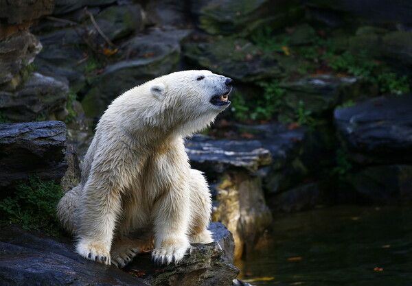 Ρωσία: Πολικές αρκούδες κατέκλυσαν οικισμό και οι επιστήμονες προτείνουν να φύγουν οι κάτοικοι
