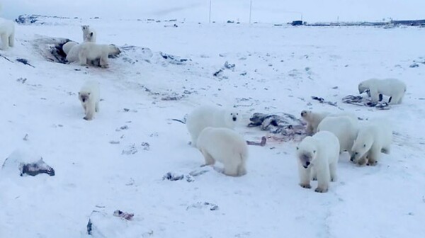 Δεκάδες πεινασμένες πολικές αρκούδες δέχονται τροφή από χωρικούς στη Ρωσία καθώς ο πάγος δεν σχηματίζεται