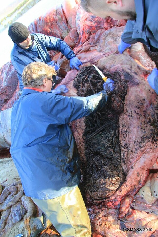 Βρετανία: 100 κιλά σκουπίδια στο στομάχι νεκρής φάλαινας