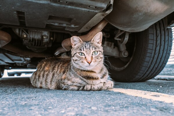Θεσσαλονίκη: Σταματούσαν οδηγούς με πρόσχημα ότι παραλίγο να πατήσουν αδέσποτες γάτες και τους έκλεβαν