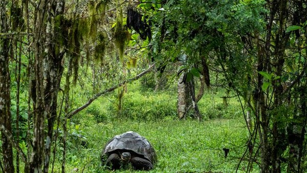 Ισημερινός: Πρόστιμο σε οδηγό τουριστικού λεωφορείου που πάτησε χελώνα