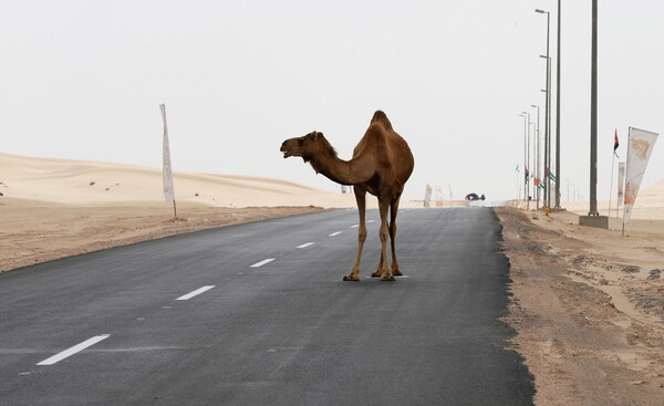 Αμερικανίδα μήνυσε το TripAdvisor επειδή έπεσε από καμήλα