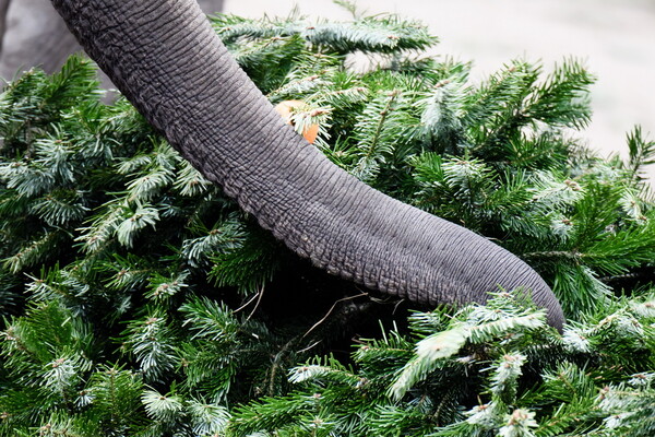 Οι ελέφαντες τρώνε χριστουγεννιάτικα δέντρα στον ζωολογικό κήπο του Βερολίνου