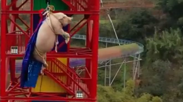 Οργή στην Κίνα: Ανάγκασαν χοίρο να κάνει bungee jumping σε πάρκο - Μετά το έστειλαν για σφαγή