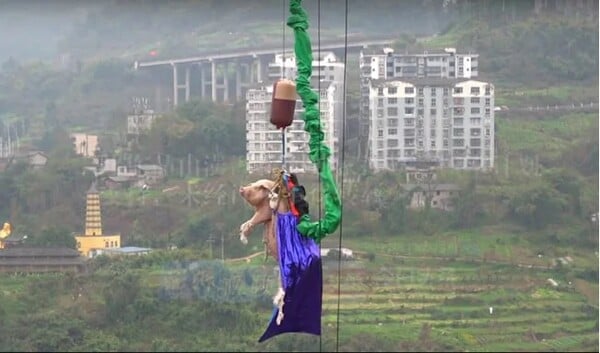 Οργή στην Κίνα: Ανάγκασαν χοίρο να κάνει bungee jumping σε πάρκο - Μετά το έστειλαν για σφαγή